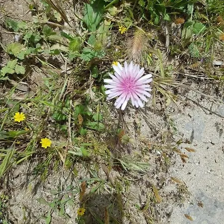 Lagrottasuite